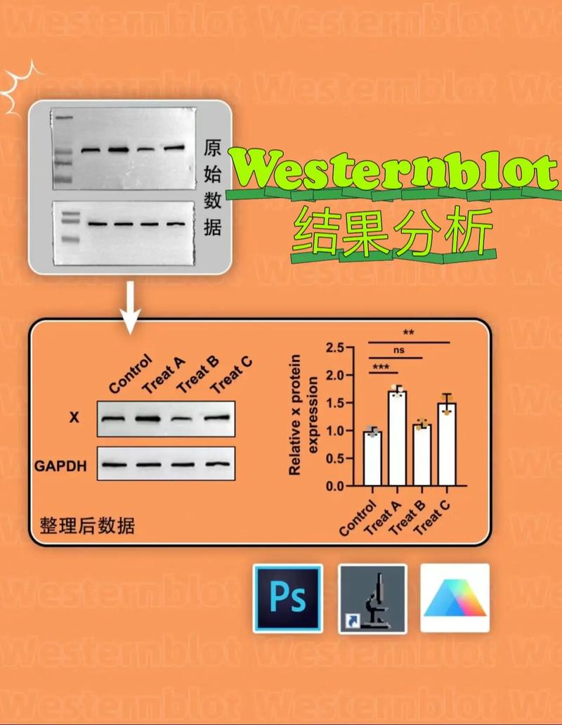 western/western怎么读